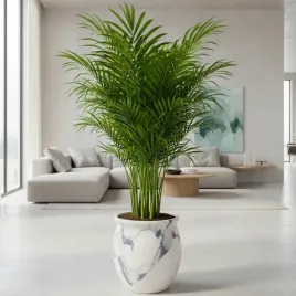 areka-palma-areca-dypsis-czysci-powietrze-wys-70cm-zimoodporne