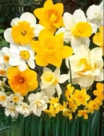 cebulki-narcyzow-mieszanka-harlekin-20szt