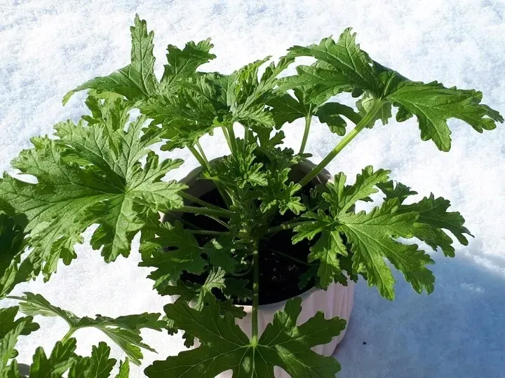 geranium-anginka-roslina