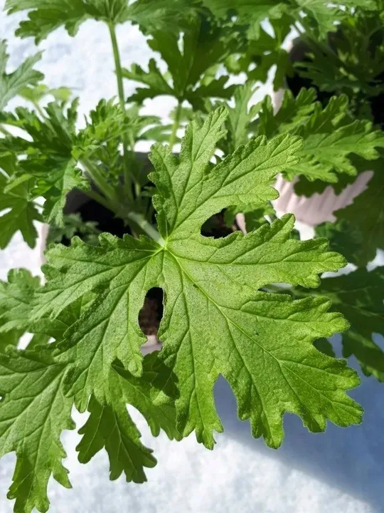 geranium-anginka-roslina