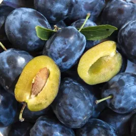 sliwa-wegierka-dabrowicka-bardzo-ceniona-stara-polska-odmiana