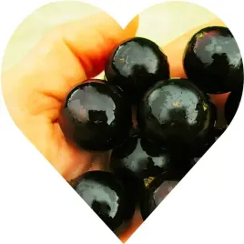 porzeczka-czarna-gigant-olbrzymia-na-pniu-jak-kule-do-kregli-jak