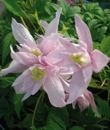 clematis-botaniczny-markham-s-pink-powojnik-najobficiej-kwitnie-1l