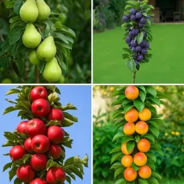 zestaw-drzewek-kolumnowych-grusza-jablon-sliwa-morela-drzewka-owocowe