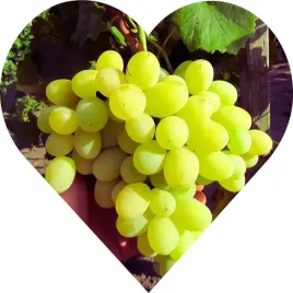 winogron-bialy-bezpestkowy-smakuje-lepiej-niz-dubajska-czekolada