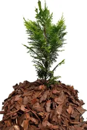 kora-sosnowa-przesiewana-srednia-80-l