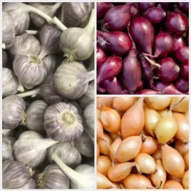 zestaw-cebula-dymka-zimujaca-750g-i-czosnek-zimowy-harnas-10-glowek