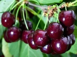 wisnia-sabina-najslodsza-odmiana-najlepsza