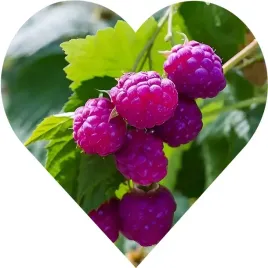 malina-fioletowa-aromatyczne-intensywne-owocowanie-soczyste-owoce