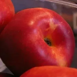 nektarynka-harco-plenna-mrozoodporna