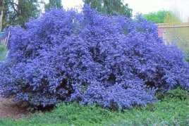 prusznik-niebieski-victoria-zimozielony-sadzonka-niebieski-dlugo