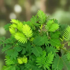 mimosa-pudica-mimoza-wstydliwa-roslinka-rozmiar-s-bardzo-delikatna
