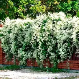 najszybciej-rosnace-pnacze-fallopia-rosnie-6-metrow-na-rok-sadzonka