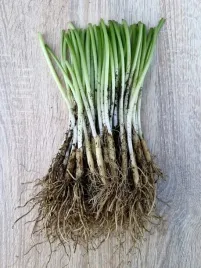 czosnek-niedzwiedzi-dorodne-sadzonki-60-sztuk