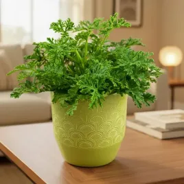 geranium-anginka-pelargonia-mosquito-fighter-or-intensywny-zapach-d12cm