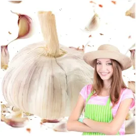 czosnek-zimowy-harnas-55cm-duze-zabki-polska-jakosc-mocny-plon