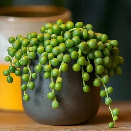 senecio-rowleyanus-zielony-sznur-korali-niespotykany-starzec