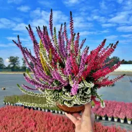 wrzos-misa-jesienna-kompozycja-czterokolorowa-ladne-kolorowe-donice