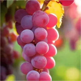 winorosl-lidia-slodki-rozowy-deserowy-odporny-sadzonka-sadzonki