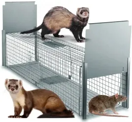 zywolapka-pulapka-na-kuny-lisy-koty-norki-laski-wydry-polska