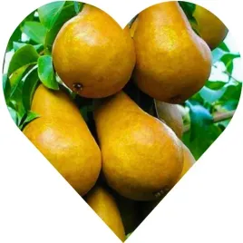 grusza-konferencja-grusza-pod-ktora-planowalo-sie-zycie-i-wagary