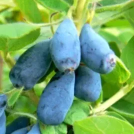 jagoda-kamczacka-wojtek-5-letnia-75-litrowa