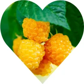 malina-zolta-golden-queen-bujny-wzrost-plenna-odmiana-zdrowe-owoce