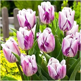 tulipan-cebulki-klasyczny-bialo-fioletowy-white-purple-50-szt