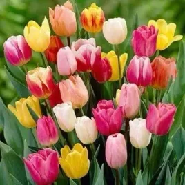 tulipan-picking-garden-mix-100szt-tulipany