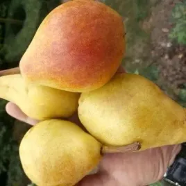 grusza-klapsa-faworytka-gigantyczne-owoce