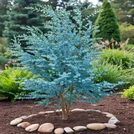 eukaliptus-wieloletnie-niebieskie-drzewo-duze-ladne-sadzonki-w