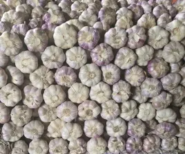 czosnek-polski-swiezy-1-kg-harnas-5-6cm