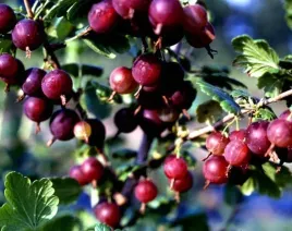 agrest-bezkolcowy-spine-free-odporny-na-pniu