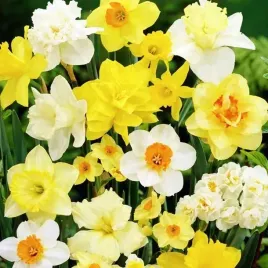 narcyzy-rozne-polskie-mieszanka-mix-50-szt-10-12-narcyz-cebulki