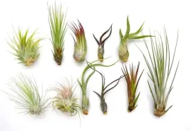 tillandsia-oplatwa-x-11-szt-na-start-airplant