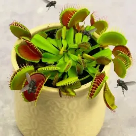 mucholowka-dionaea-muscipula-red-dragon-owadozerna-zimoodporne