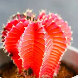 kolorowy-kaktus-gymnocalycium-mihanovichii-variegata-na-kazda-okazje