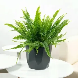 paproc-paprotka-nephrolepis-nefrolepis-gesta-bujna-zielona-zdrowa