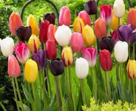 tulipany-dlugokwitnace-zestaw-50-szt-duze-cebule-tulipanow