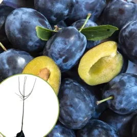 sliwa-wegierka-zwykla-odporna-odmiana-stara-pelna-smaku-bomba-smaku