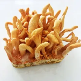 maczuznik-bojowy-cordyceps-militaris-substrat-do-uprawy-grzybow