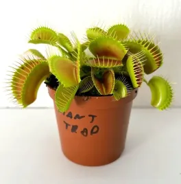 dorosla-mucholowka-odm-giant-trap-w-doniczce