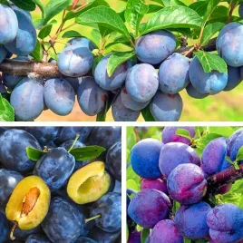 sadzonki-drzewka-owocowe-sliwa-wegierka-dabrowicka-stara-polska