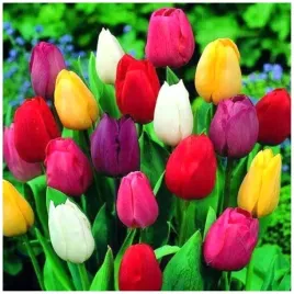 tulipan-cebulki-mix-mieszanka-kolorow-50-szt-gratis