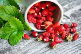 poziomka-regina-wielopak-10-sztuk