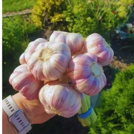 czosnek-zimowy-harnas-polski-1kg-mega-kaliber