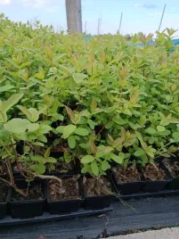 jagoda-kamczacka-najlepiej-owocujacy-zestaw-3x