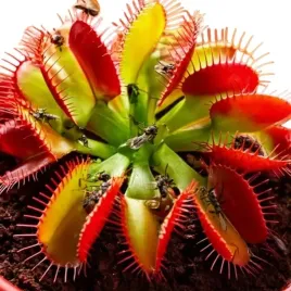 dionaea-muscipula-mucholowka-roslina-owadozerna-naturalna-pulapka-na