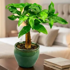 pachira-aquatica-pachira-wodna-drzewko-szczescia-d9cm-typu-bonsai