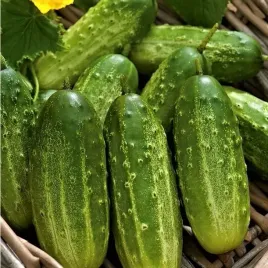 cn-nasiona-ogorka-ogorek-polan-f1-5g-sr-wczesny-mieszaniec-kiszenie-konse